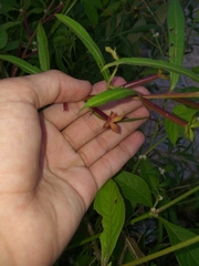 Ludwigia octovalvis octovalvis
