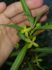 Ludwigia octovalvis octovalvis