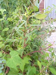 Ludwigia octovalvis octovalvis