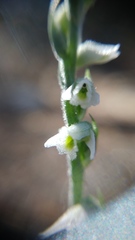 Spiranthes spiralis