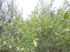 Searsia pyroides pyroides