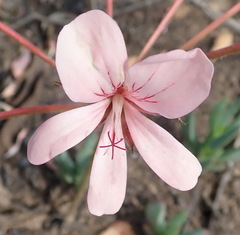 Pelargonium carneum