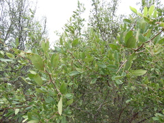 Searsia pyroides pyroides