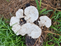 Trametes repanda