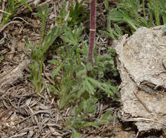 Erigeron compositus discoideus