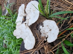 Trametes repanda