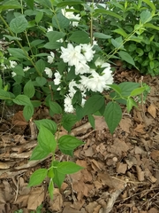 Angiospermae