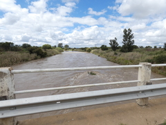 Salix mucronata mucronata
