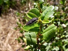 Acmaeodera dolorosa