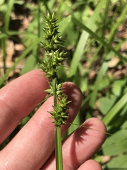 Carex conjuncta