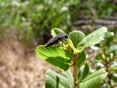 Acmaeodera dolorosa