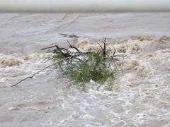 Salix mucronata mucronata