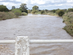 Salix mucronata mucronata