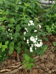 Angiospermae