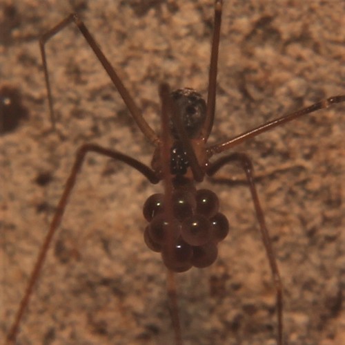 Modisimus sexoculatus · iNaturalist Ecuador