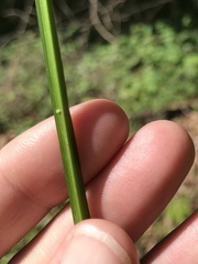 Carex conjuncta