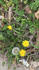 Taraxacum erythrospermum