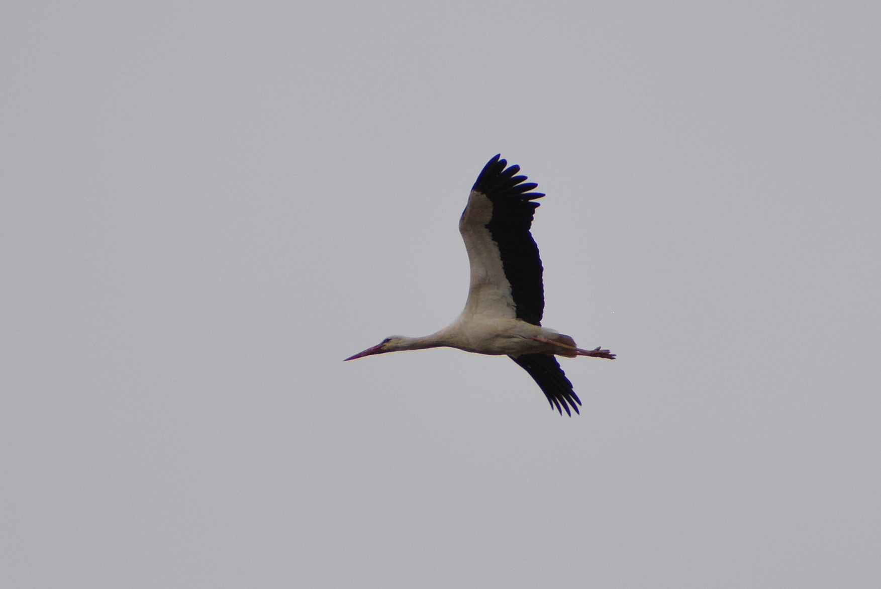 White Stork