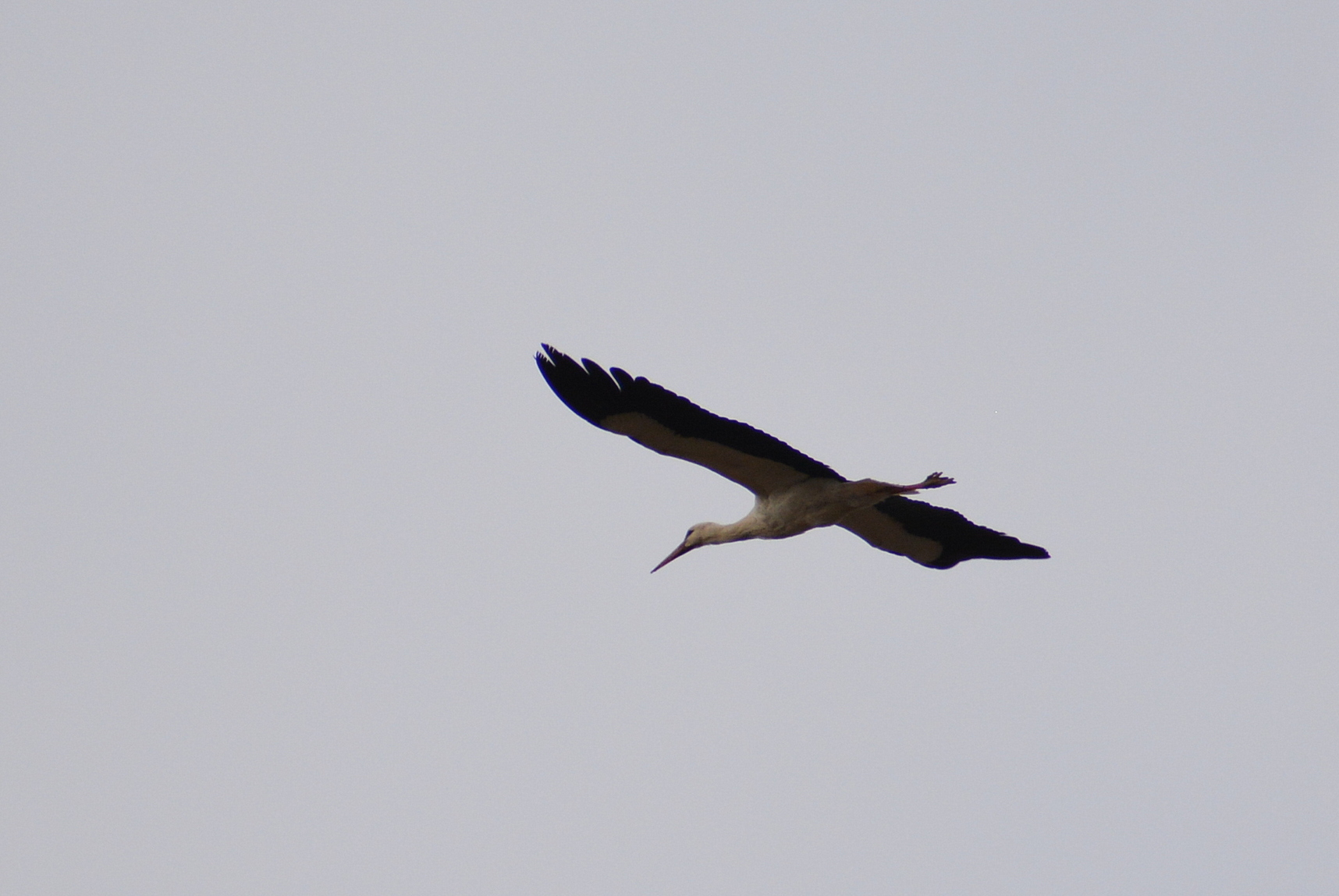 White Stork