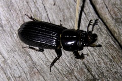 Aulacocyclus