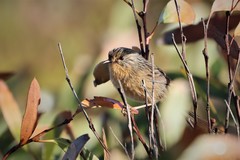 Stipiturus malachurus halmaturinus