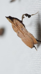 Galasa nigripunctalis