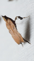 Galasa nigripunctalis