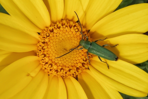 Phytoecia malachitica