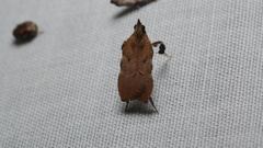Galasa nigripunctalis
