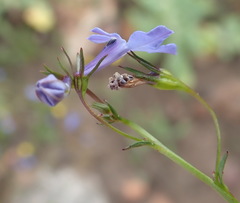 Lobelia flaccida