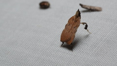 Galasa nigripunctalis