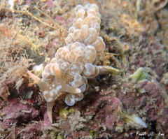 Spurilla neapolitana