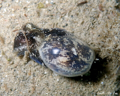 Haminoea exigua