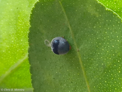 Azya orbigera ecuadorica