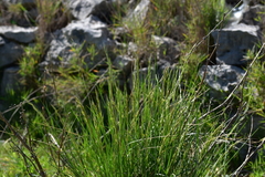 Helictotrichon convolutum