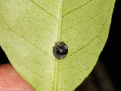 Azya orbigera ecuadorica