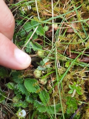 Phragmidium fragariae