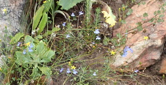 Lobelia flaccida