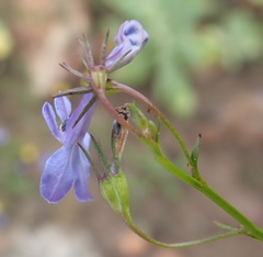 Lobelia flaccida