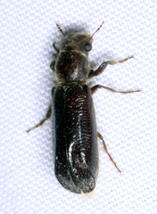 Melalgus plicatus