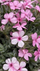 Phlox hirsuta