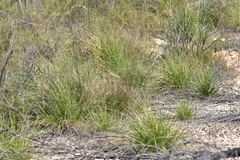 Helictotrichon convolutum