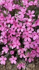 Phlox hirsuta