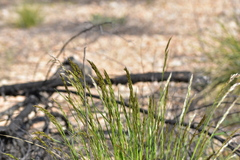 Helictotrichon convolutum