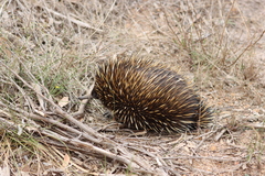 Tachyglossus aculeatus multiaculeatus