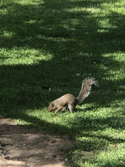 Sciurus carolinensis