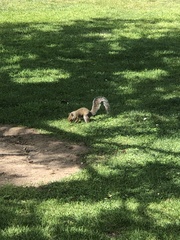 Sciurus carolinensis