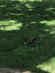 Sciurus carolinensis