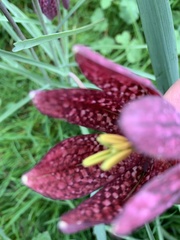 Fritillaria meleagris