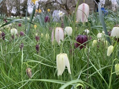 Fritillaria meleagris